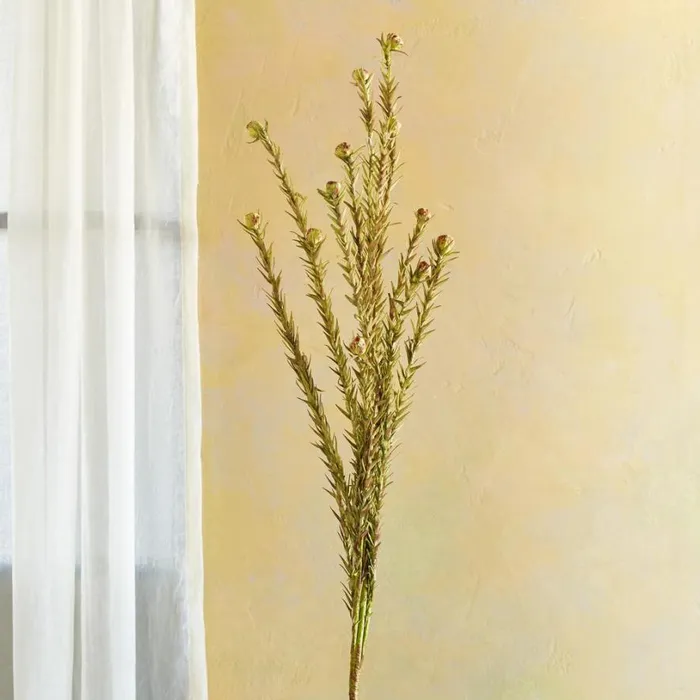Women Bountiful Botanicals Ginger Sundance Catalog Decor